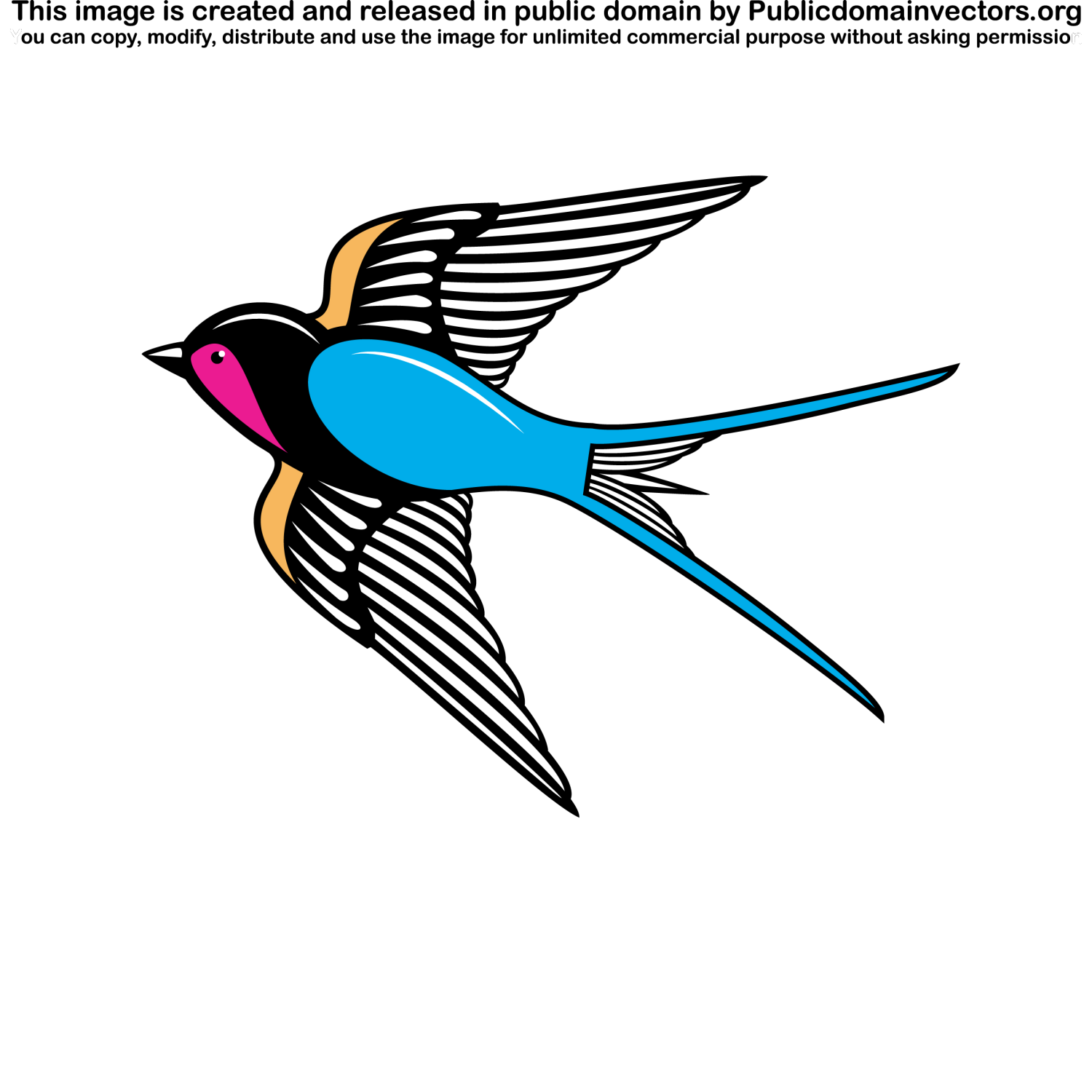 Swallow bird coloration